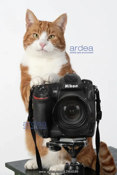 : Ginger cat sitting on a camera : Ginger cat sitting on a camera