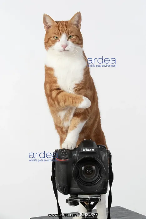 : Ginger cat sitting on a camera : Ginger cat sitting on a camera