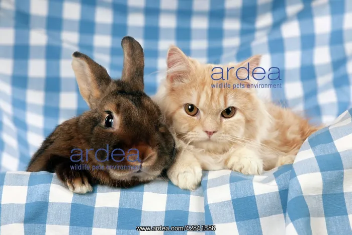  : Ginger cat sitting next to mini castor satin rabbit