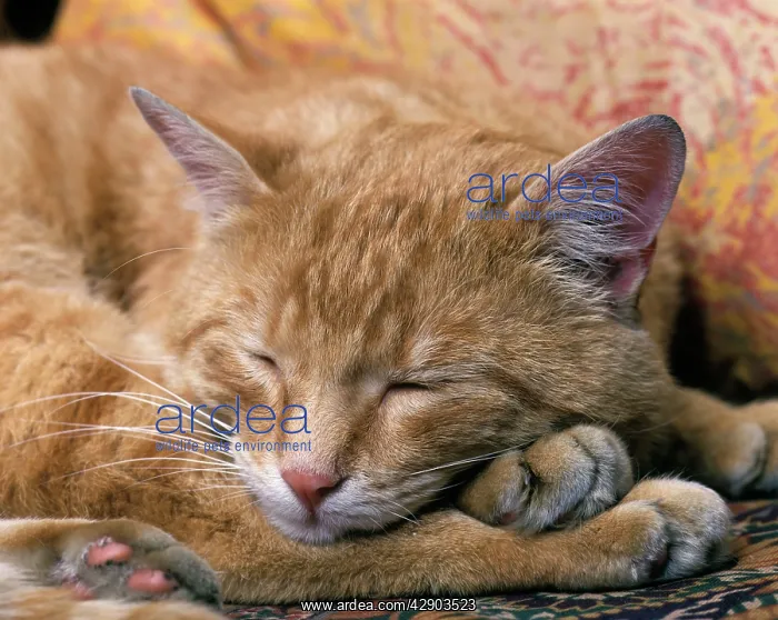 : Ginger Cat - Sleeping : Ginger Cat - Sleeping