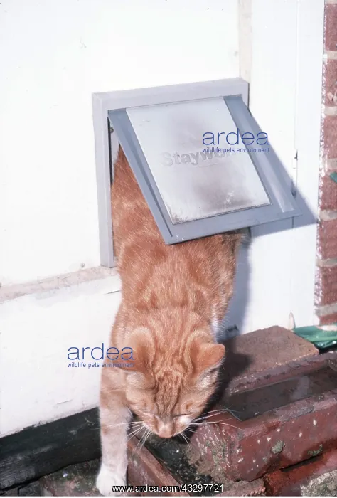 : GINGER CAT - using cat flap : GINGER CAT - using cat flap