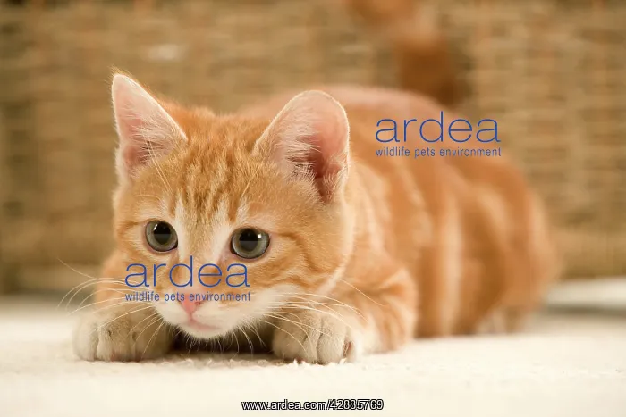  : Ginger Cat - waiting to pounce