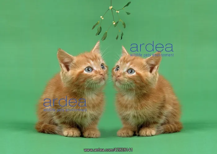 : Ginger Cat - x2 kittens on green background, under mistletoe : Ginger Cat - x2 kittens on green background, under mistletoe