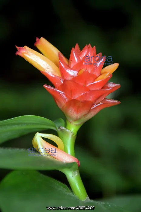  : Ginger flower