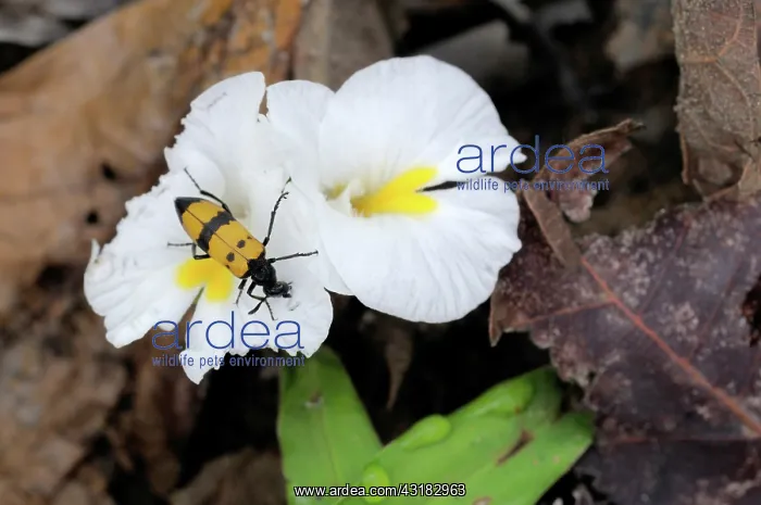 : Ginger Flower with Beetle : Ginger Flower with Beetle