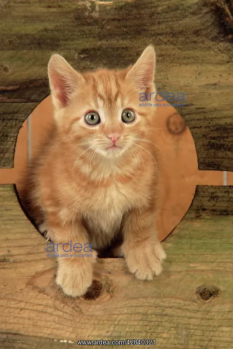  : Ginger Kitten