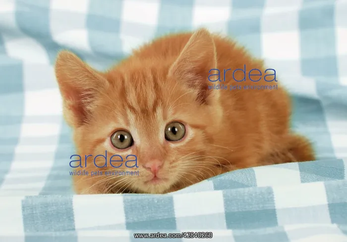 : Ginger Kitten on blue gingham : Ginger Kitten on blue gingham