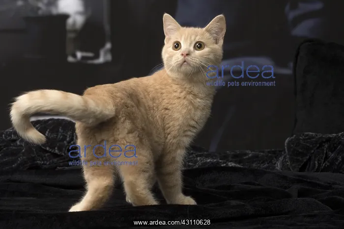  : Ginger kitten indoors