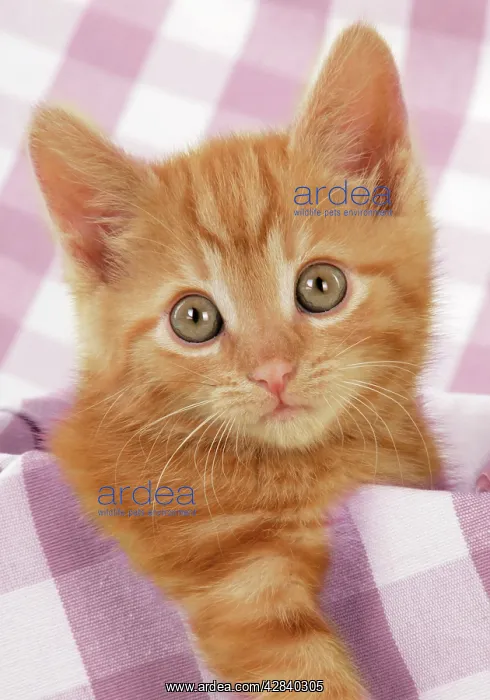 : Ginger Kitten on purple gingham : Ginger Kitten on purple gingham