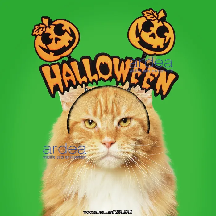 : Ginger Maine Coon Cat, with halloween prop : Ginger Maine Coon Cat, with halloween prop