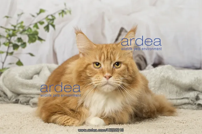  : Ginger Maine Coon cat indoors