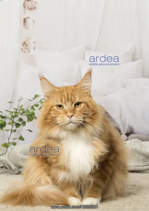  : Ginger Maine Coon cat indoors