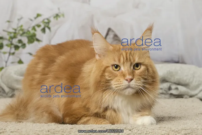  : Ginger Maine Coon cat indoors