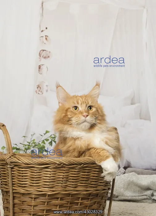  : Ginger Maine Coon cat indoors