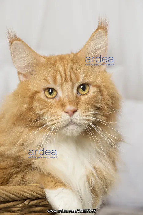  : Ginger Maine Coon cat indoors