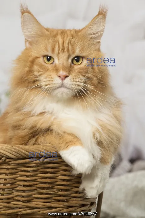  : Ginger Maine Coon cat indoors