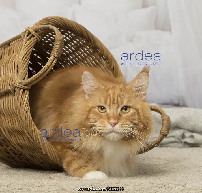  : Ginger Maine Coon cat indoors