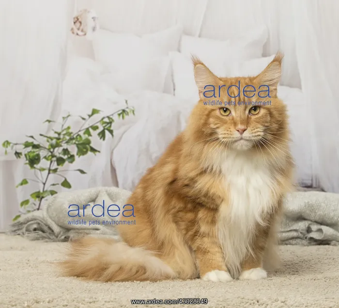 : Ginger Maine Coon cat indoors