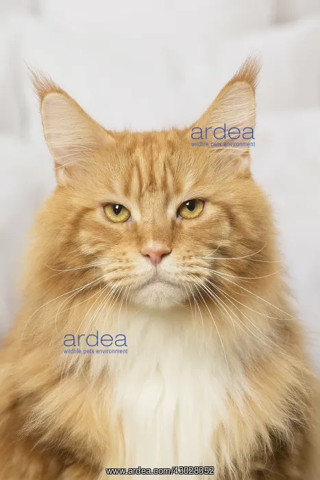  : Ginger Maine Coon cat indoors