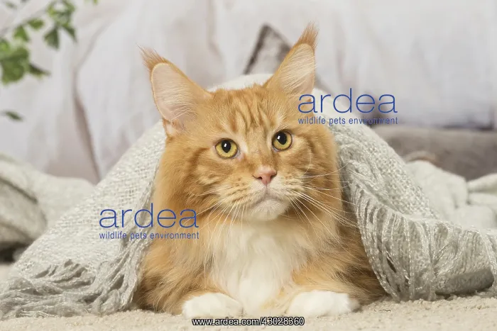  : Ginger Maine Coon cat indoors
