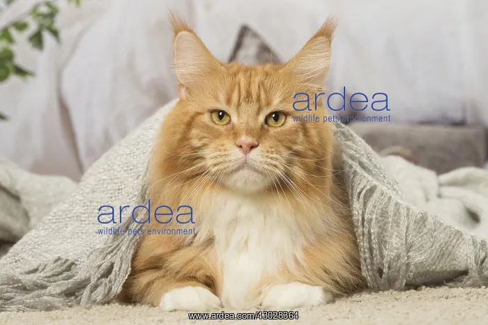  : Ginger Maine Coon cat indoors