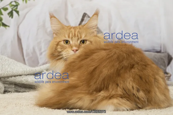  : Ginger Maine Coon cat indoors
