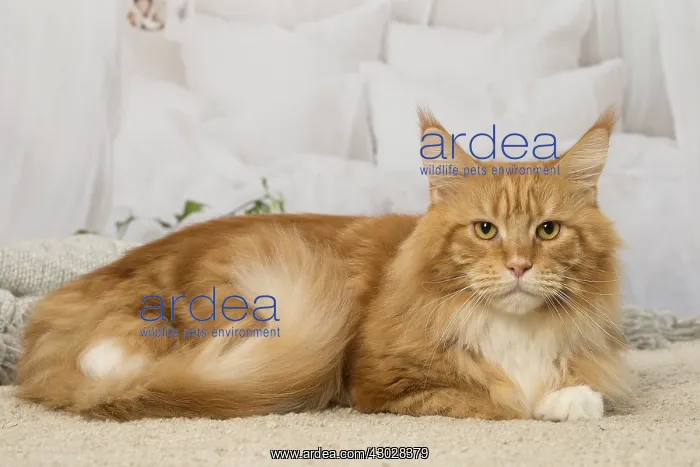  : Ginger Maine Coon cat indoors