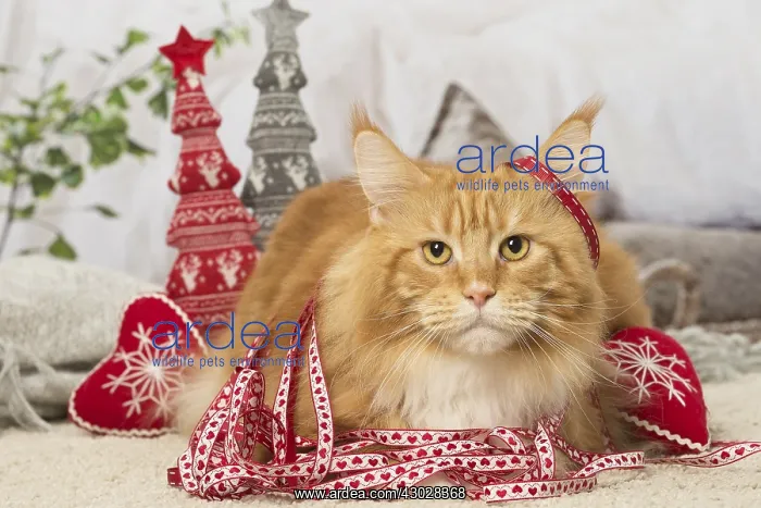  : Ginger Maine Coon cat indoors at Christmas