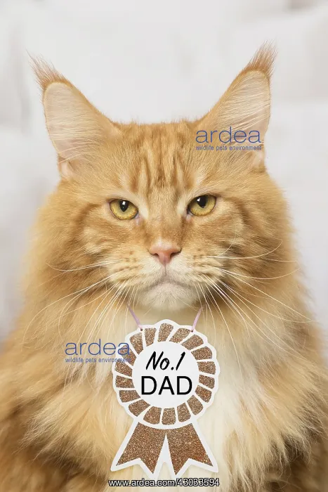 : Ginger Maine Coon cat indoors, wearing no. 1 Dad : Ginger Maine Coon cat indoors, wearing no. 1 Dad