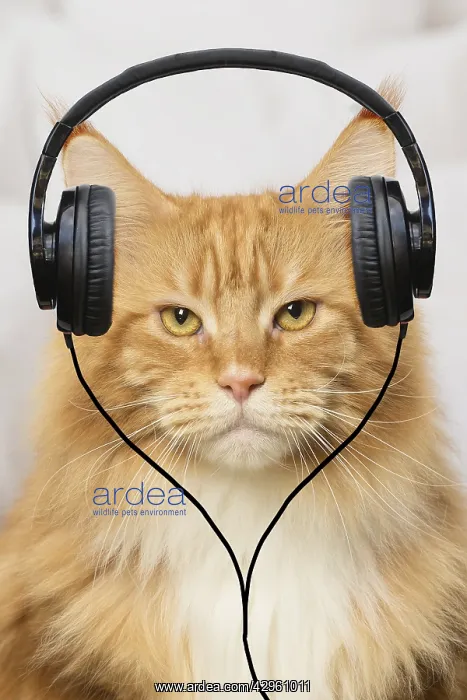 : Ginger Maine Coon cat looking grumpy wearing headphones : Ginger Maine Coon cat looking grumpy wearing headphones