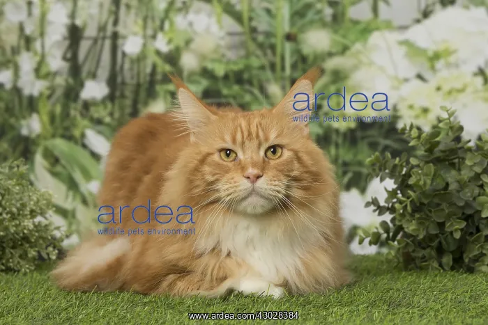  : Ginger Maine Coon cat outdoors