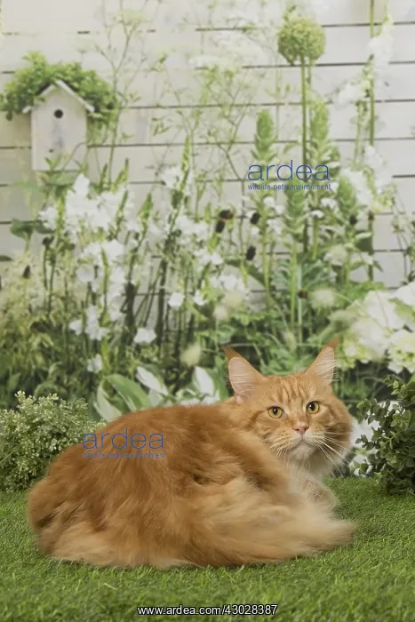  : Ginger Maine Coon cat outdoors
