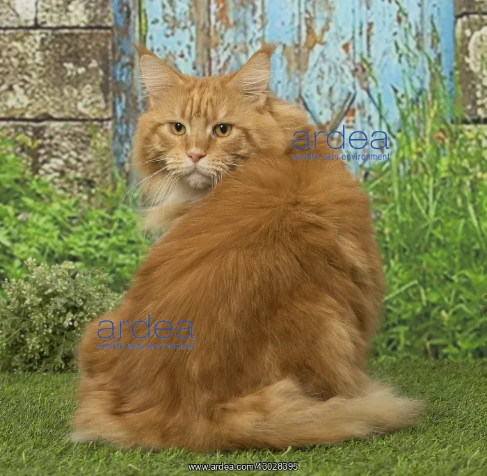  : Ginger Maine Coon cat outdoors