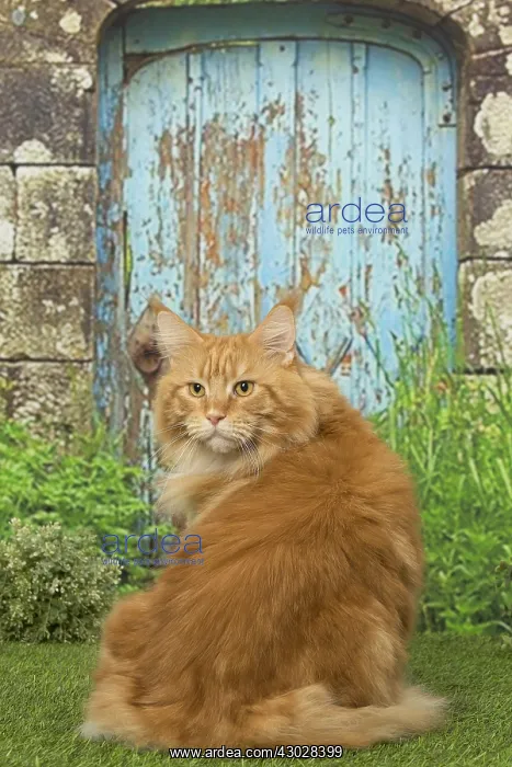  : Ginger Maine Coon cat outdoors
