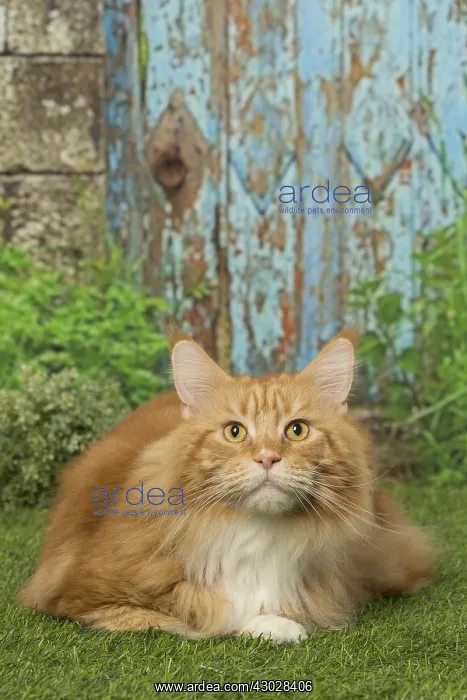 : Ginger Maine Coon cat outdoors