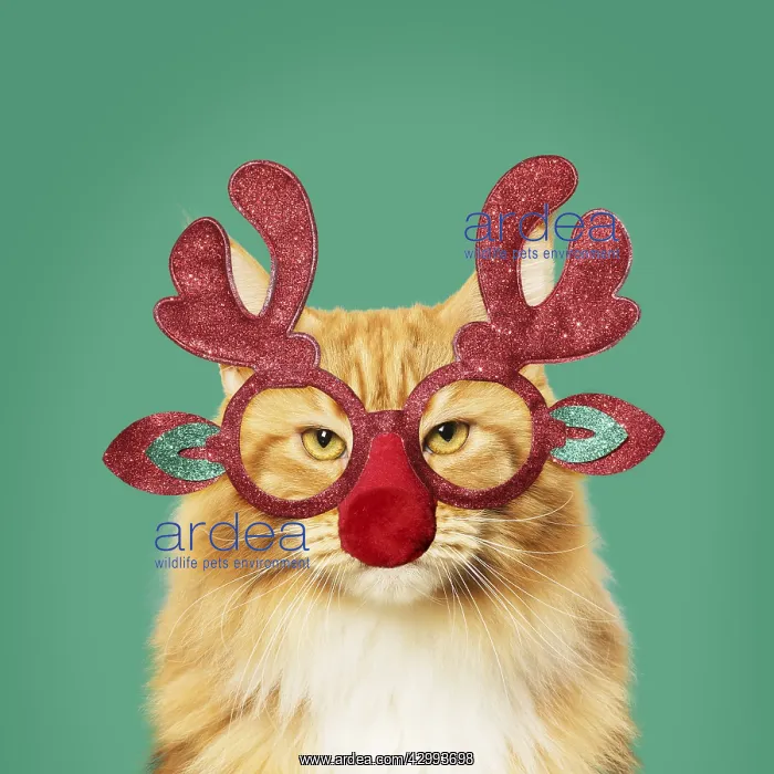 : Ginger Maine Coon Cat, wearing Christmas antler glasses : Ginger Maine Coon Cat, wearing Christmas antler glasses