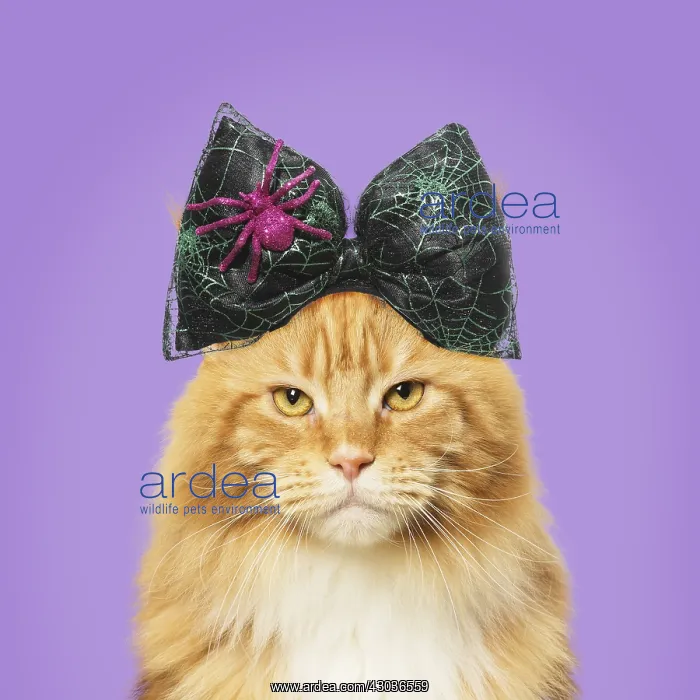 : Ginger Maine Coon Cat, wearing halloween bow : Ginger Maine Coon Cat, wearing halloween bow