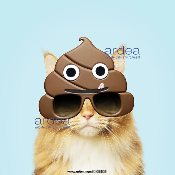 : Ginger Maine Coon Cat, wearing poo emoji sun-glasses : Ginger Maine Coon Cat, wearing poo emoji sun-glasses