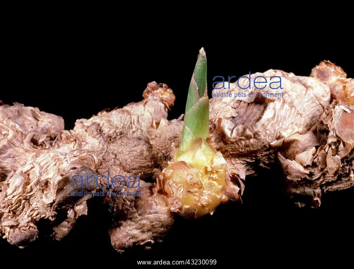 : Ginger Rhizome : Ginger Rhizome