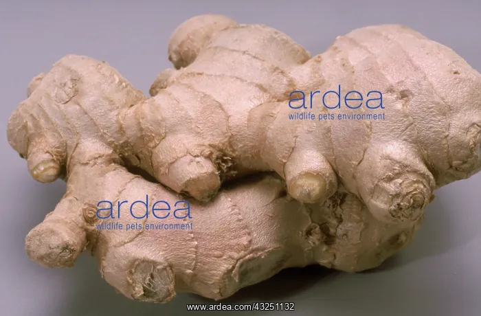 : Ginger Root : Ginger Root