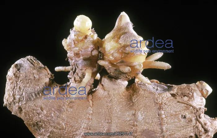 : Ginger Root : Ginger Root