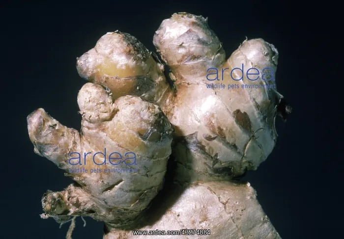 : Ginger Root : Ginger Root