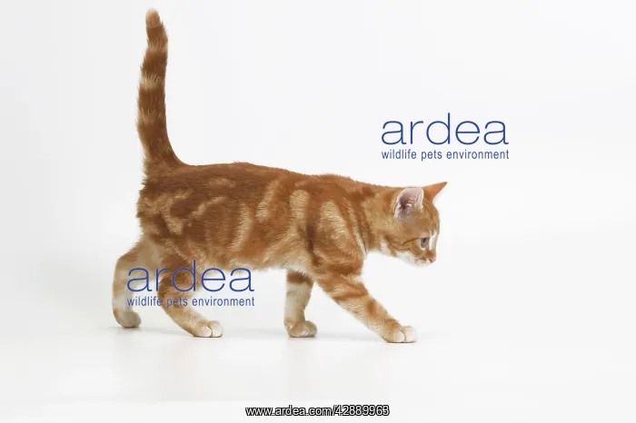  : Ginger tabby cat