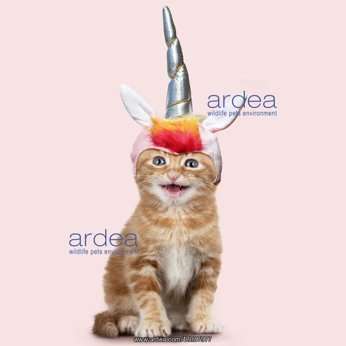 : Ginger Tabby Cat, kitten wearing unicorn horn hat : Ginger Tabby Cat, kitten wearing unicorn horn hat