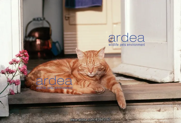 : Ginger Tom CAT - on doorstep : Ginger Tom CAT - on doorstep