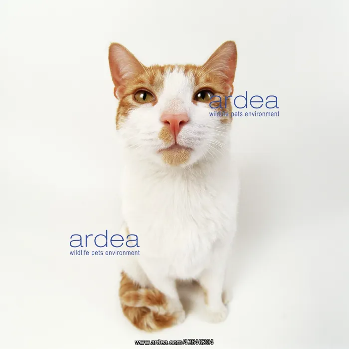 : Ginger & White Cat