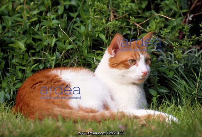 : Ginger & White Cat : Ginger & White Cat