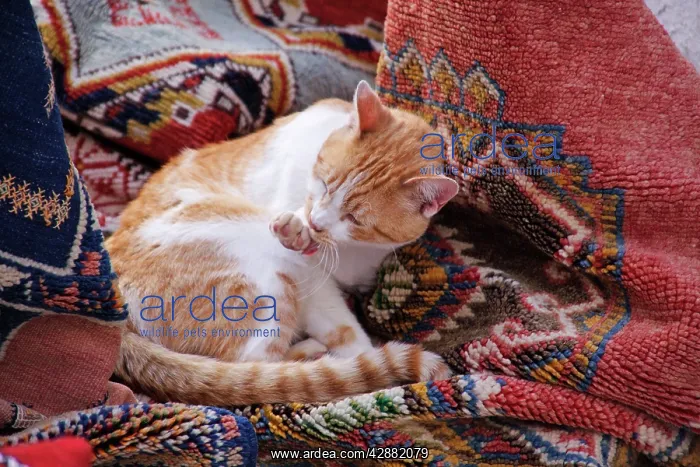 : Ginger & white Cat - lying amongst pile of rugs : Ginger & white Cat - lying amongst pile of rugs