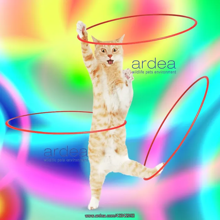 : Ginger and white cat standing on it back legs hula hooping : Ginger and white cat standing on it back legs hula hooping