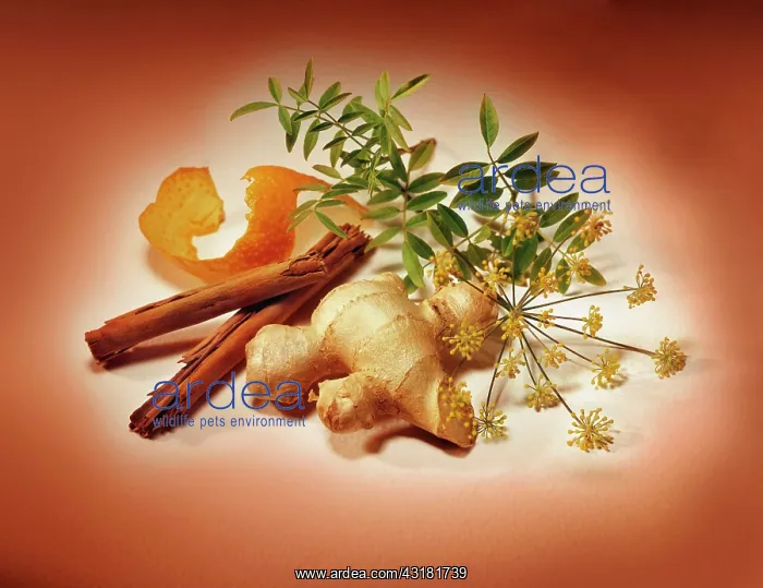 : Ginger, Zingiber officinale, fresh piece of the : Ginger, Zingiber officinale, fresh piece of the